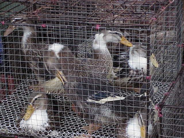    Ducks in cages    Market  Guilin